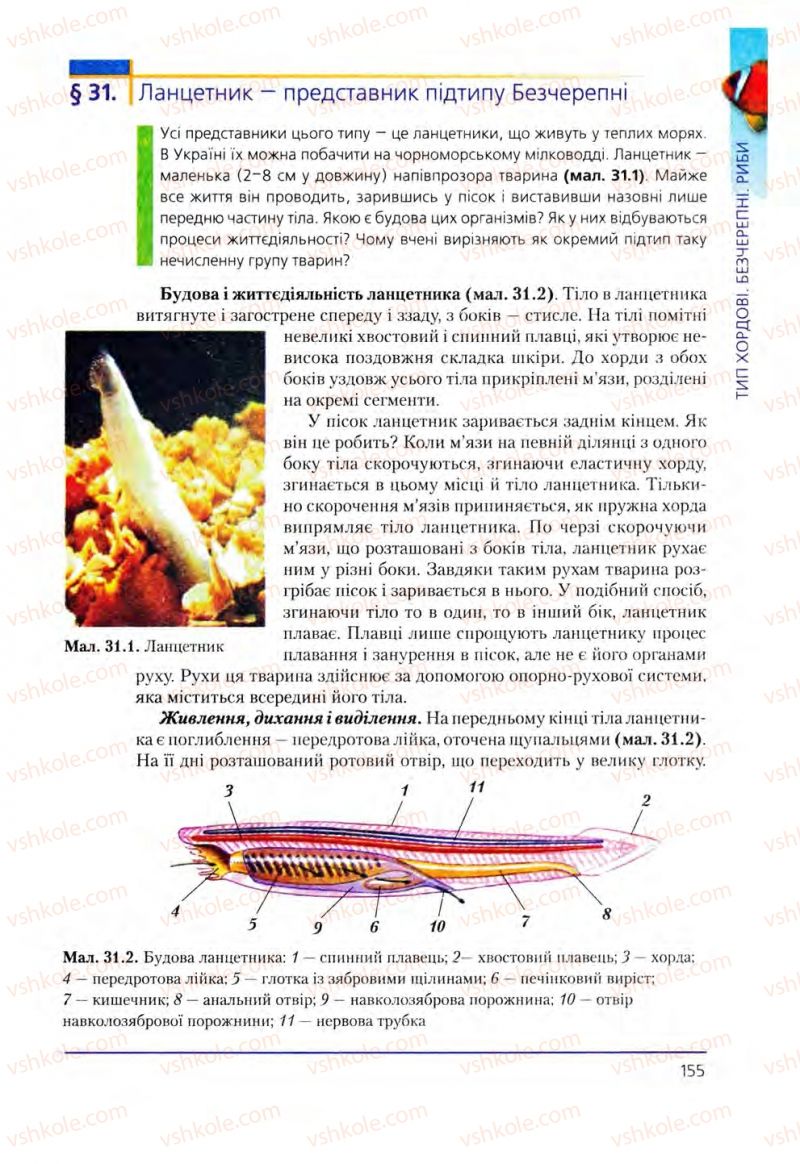 Страница 155 | Підручник Біологія 8 клас Т.І. Базанова, Ю.В. Павіченко, О.Г. Шатровський 2008
