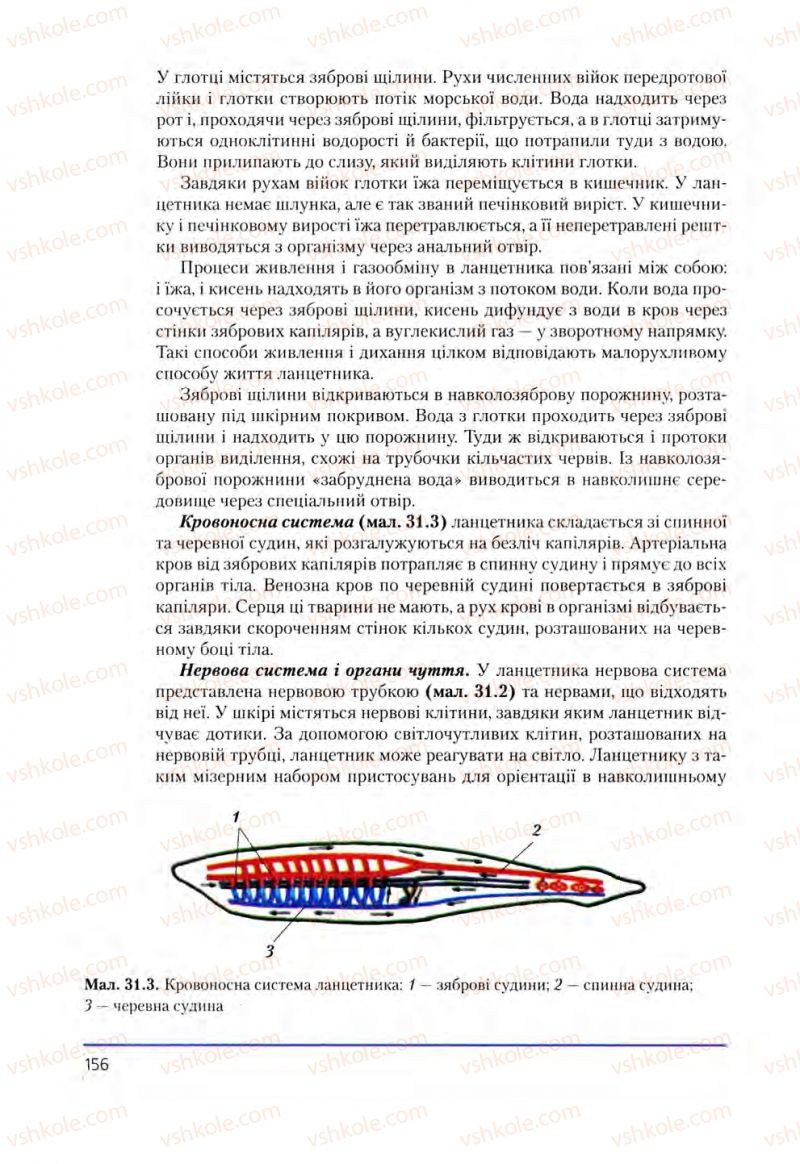 Страница 156 | Підручник Біологія 8 клас Т.І. Базанова, Ю.В. Павіченко, О.Г. Шатровський 2008