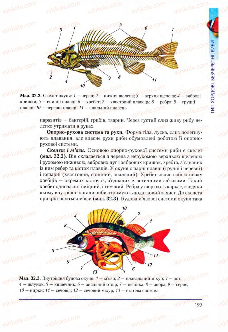 Страница 159 | Підручник Біологія 8 клас Т.І. Базанова, Ю.В. Павіченко, О.Г. Шатровський 2008