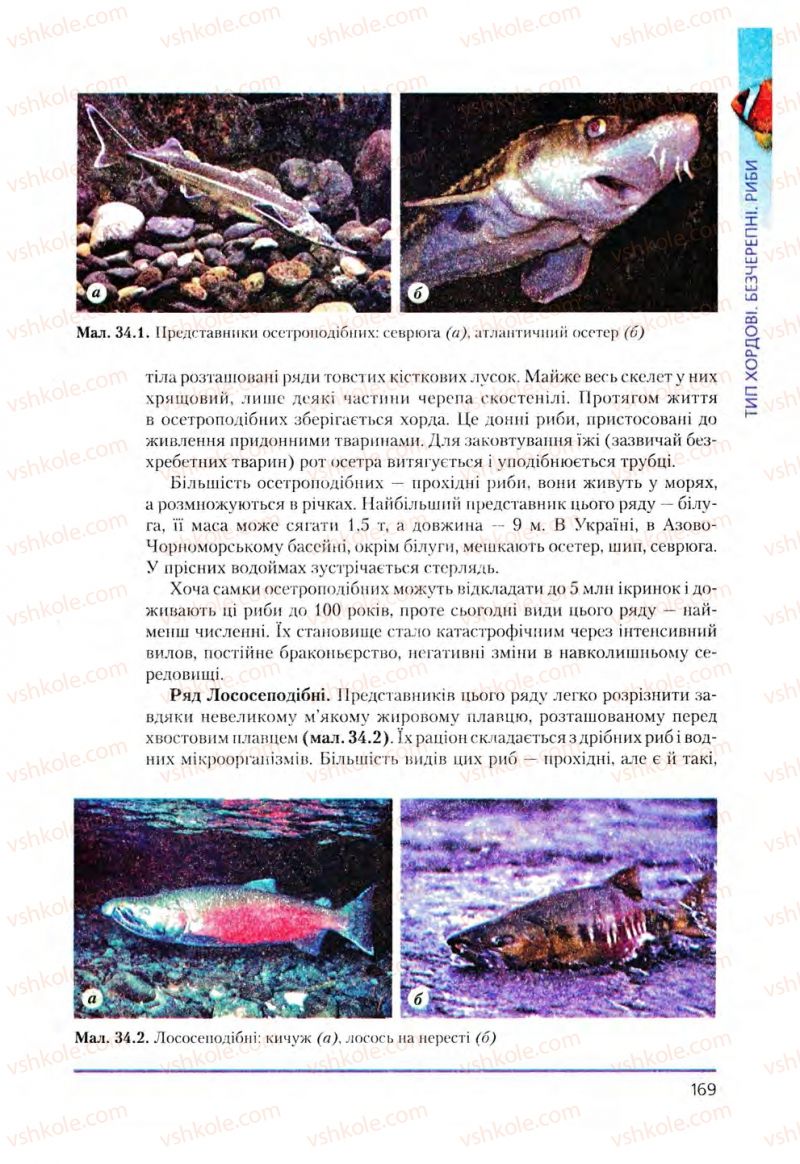 Страница 169 | Підручник Біологія 8 клас Т.І. Базанова, Ю.В. Павіченко, О.Г. Шатровський 2008