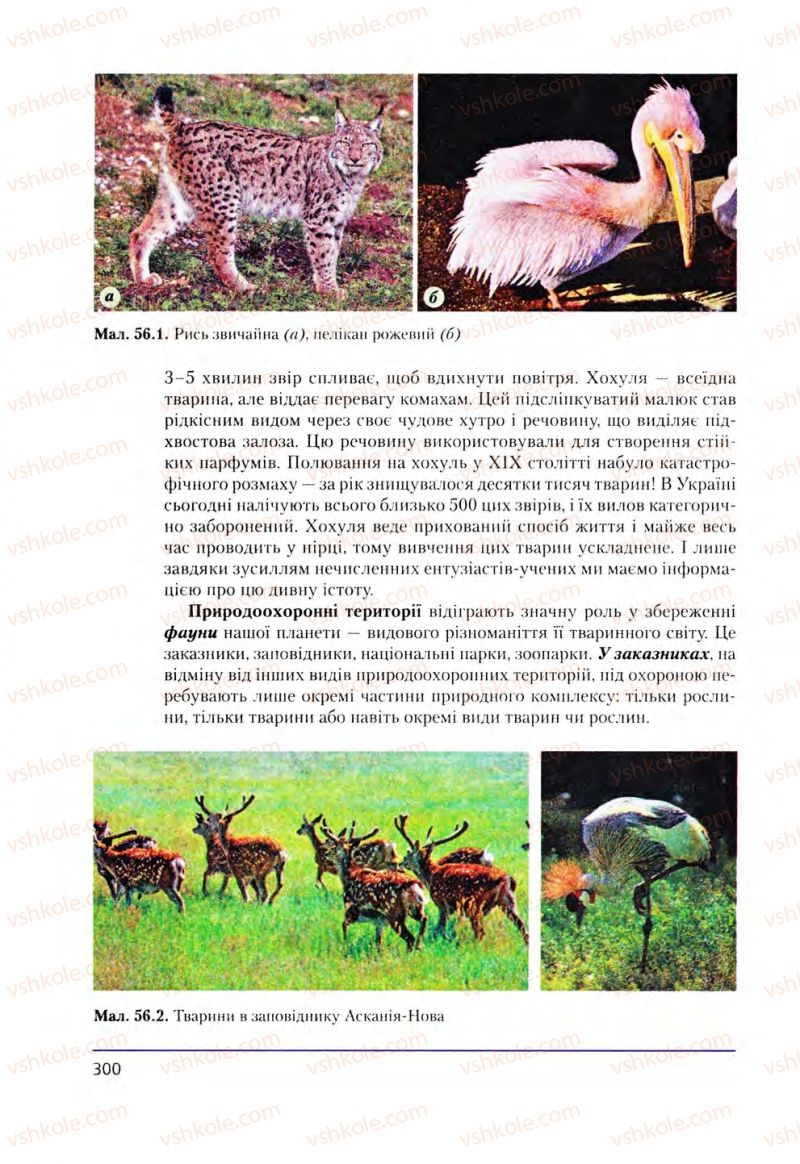 Страница 300 | Підручник Біологія 8 клас Т.І. Базанова, Ю.В. Павіченко, О.Г. Шатровський 2008