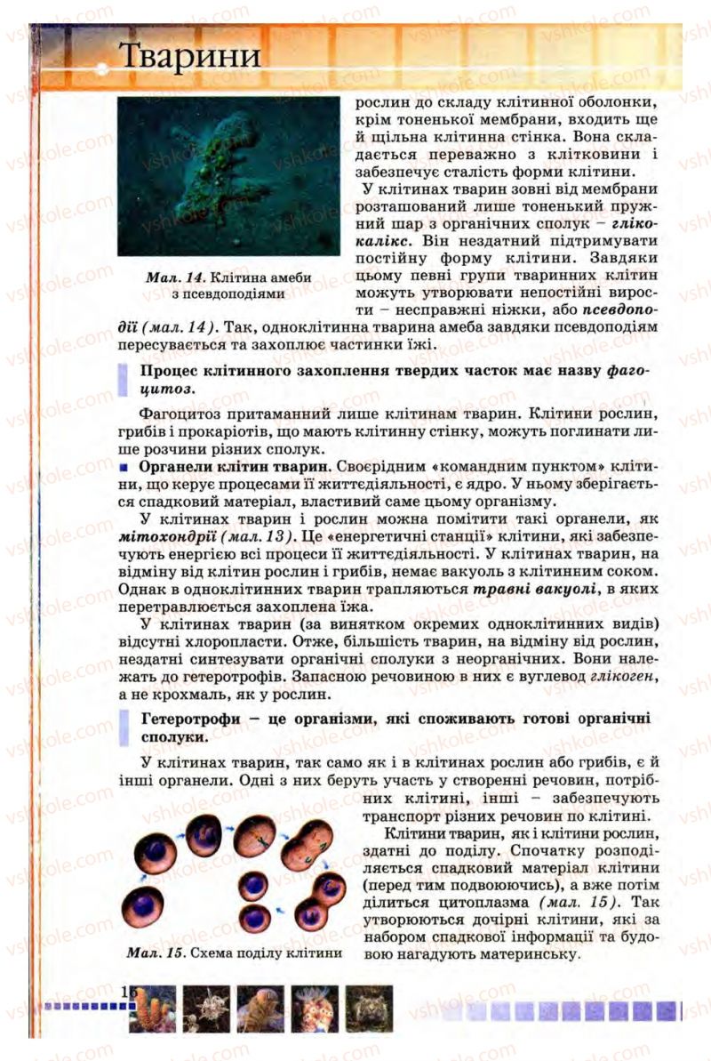 Страница 16 | Підручник Біологія 8 клас В.В. Серебряков, П.Г. Балан 2008
