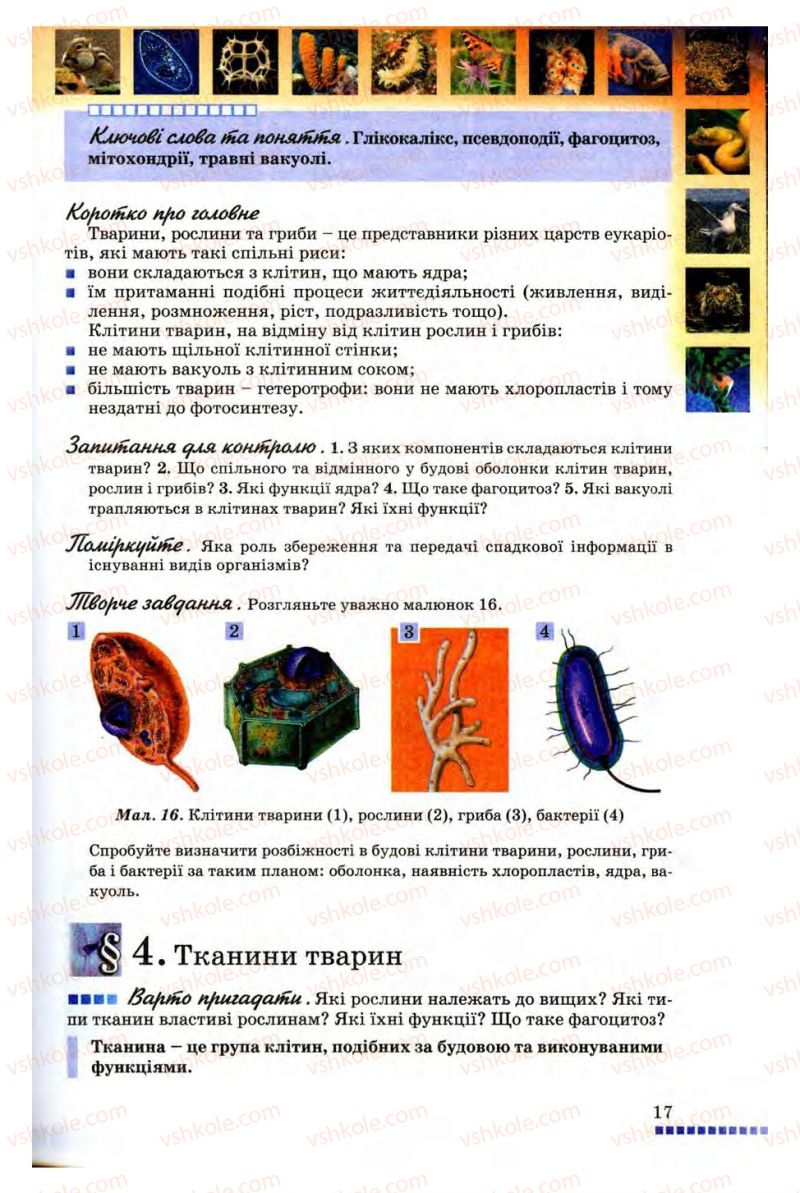 Страница 17 | Підручник Біологія 8 клас В.В. Серебряков, П.Г. Балан 2008
