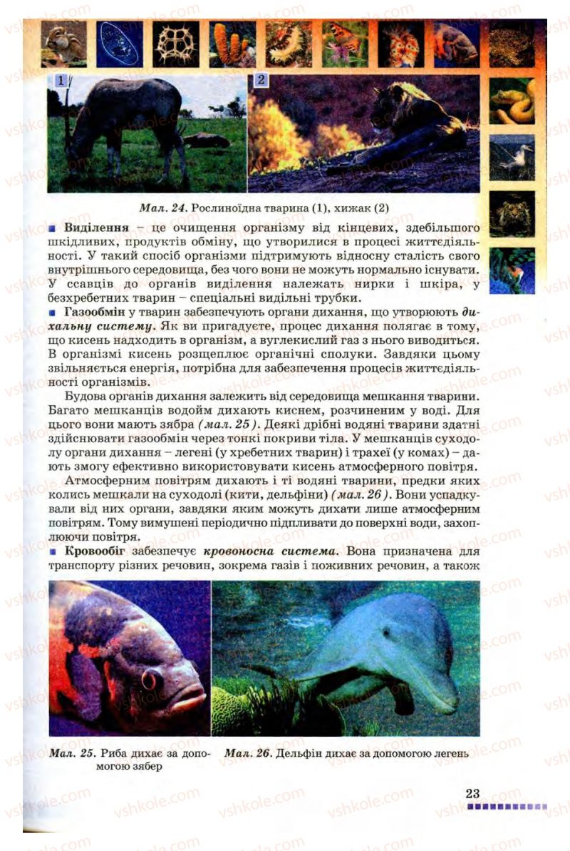 Страница 23 | Підручник Біологія 8 клас В.В. Серебряков, П.Г. Балан 2008