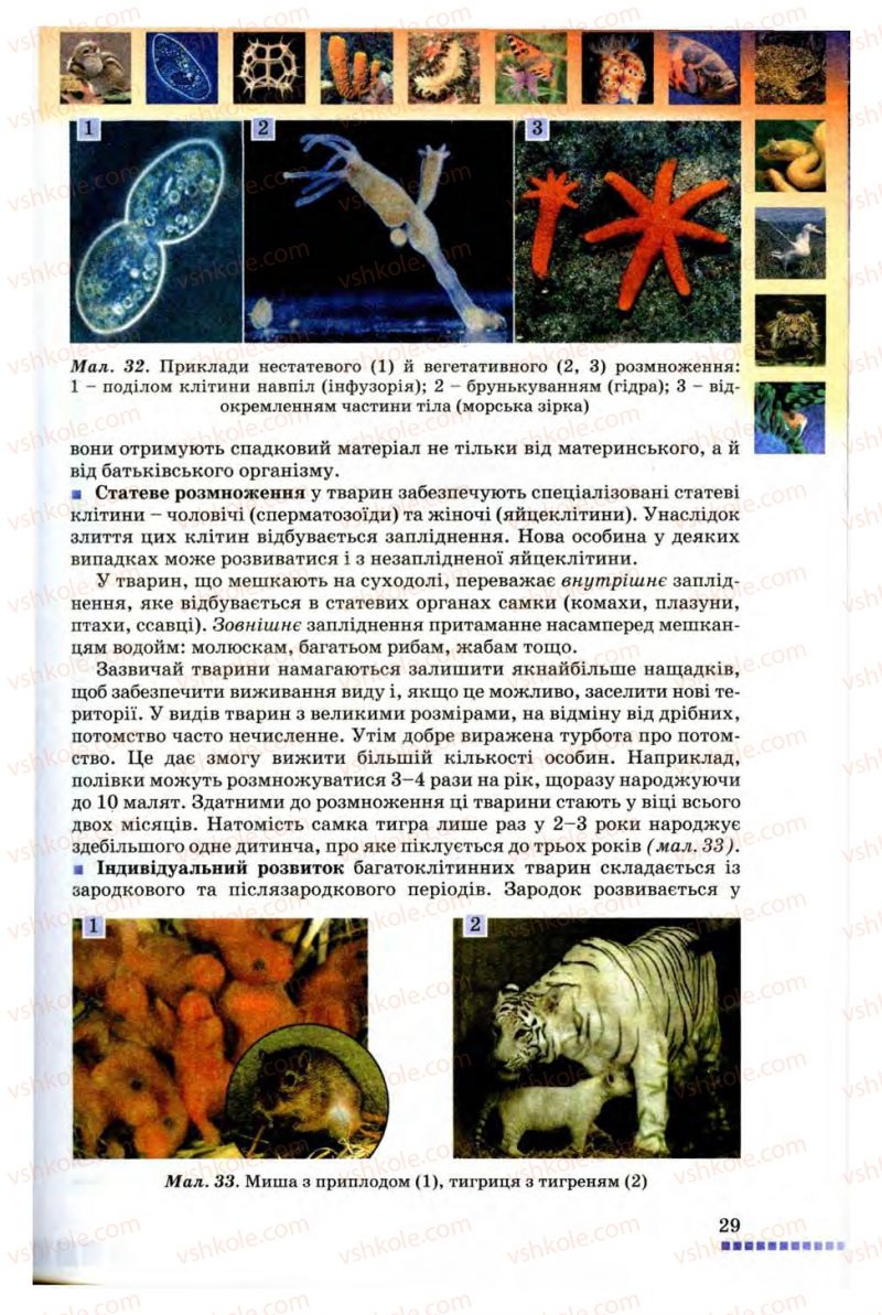 Страница 29 | Підручник Біологія 8 клас В.В. Серебряков, П.Г. Балан 2008