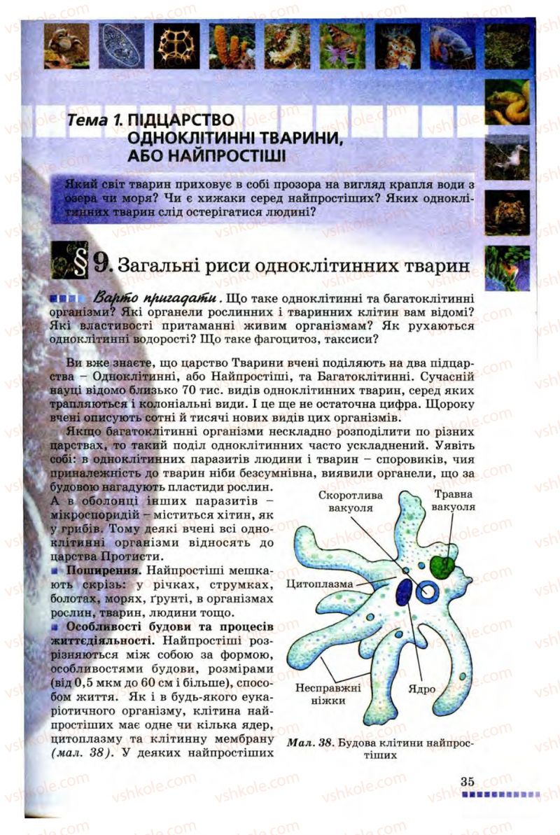 Страница 35 | Підручник Біологія 8 клас В.В. Серебряков, П.Г. Балан 2008