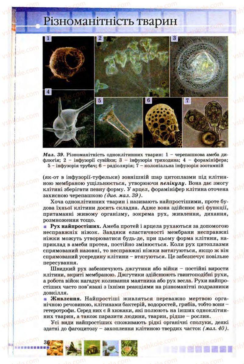Страница 36 | Підручник Біологія 8 клас В.В. Серебряков, П.Г. Балан 2008