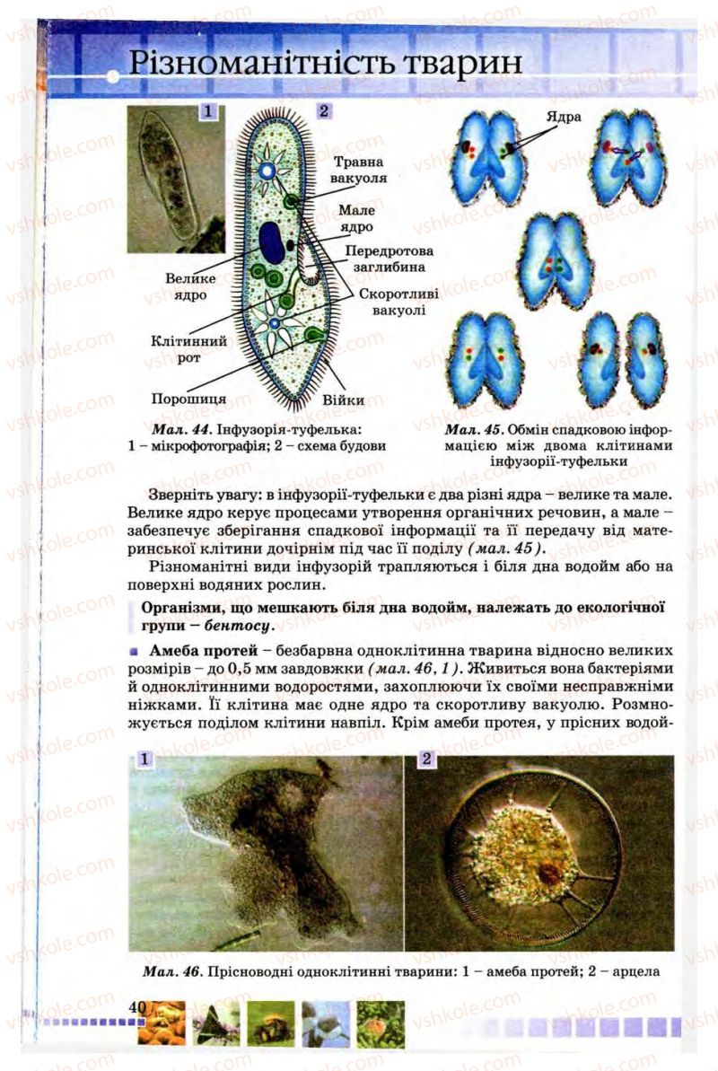 Страница 40 | Підручник Біологія 8 клас В.В. Серебряков, П.Г. Балан 2008