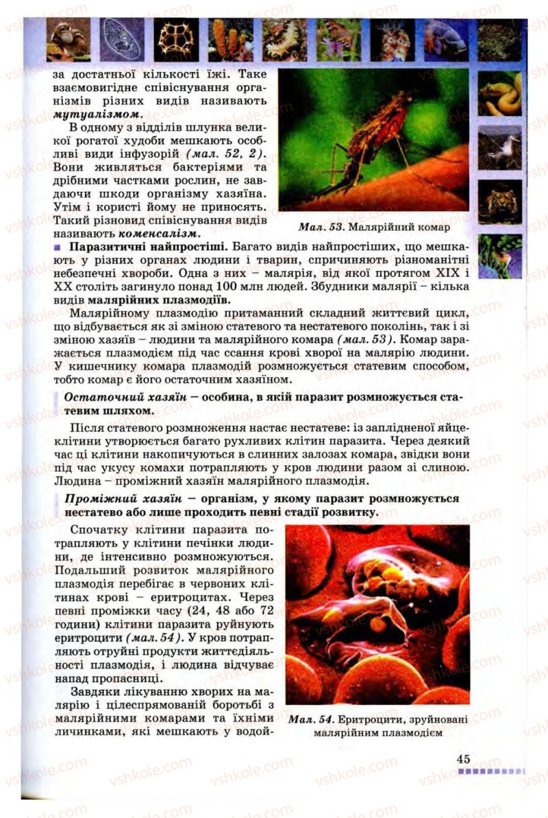 Страница 45 | Підручник Біологія 8 клас В.В. Серебряков, П.Г. Балан 2008