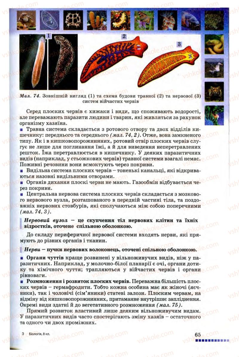 Страница 65 | Підручник Біологія 8 клас В.В. Серебряков, П.Г. Балан 2008