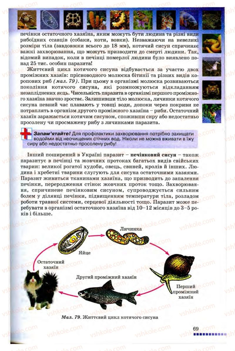 Страница 69 | Підручник Біологія 8 клас В.В. Серебряков, П.Г. Балан 2008