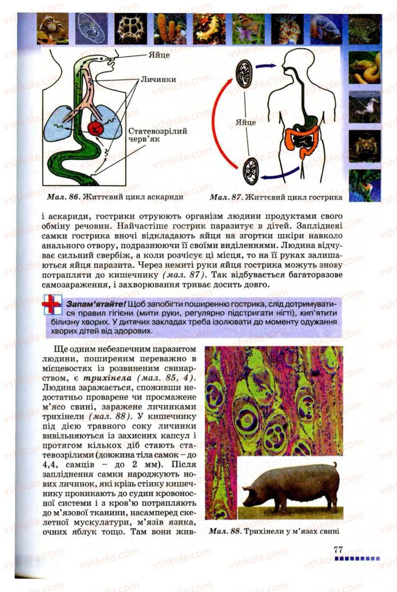 Страница 77 | Підручник Біологія 8 клас В.В. Серебряков, П.Г. Балан 2008