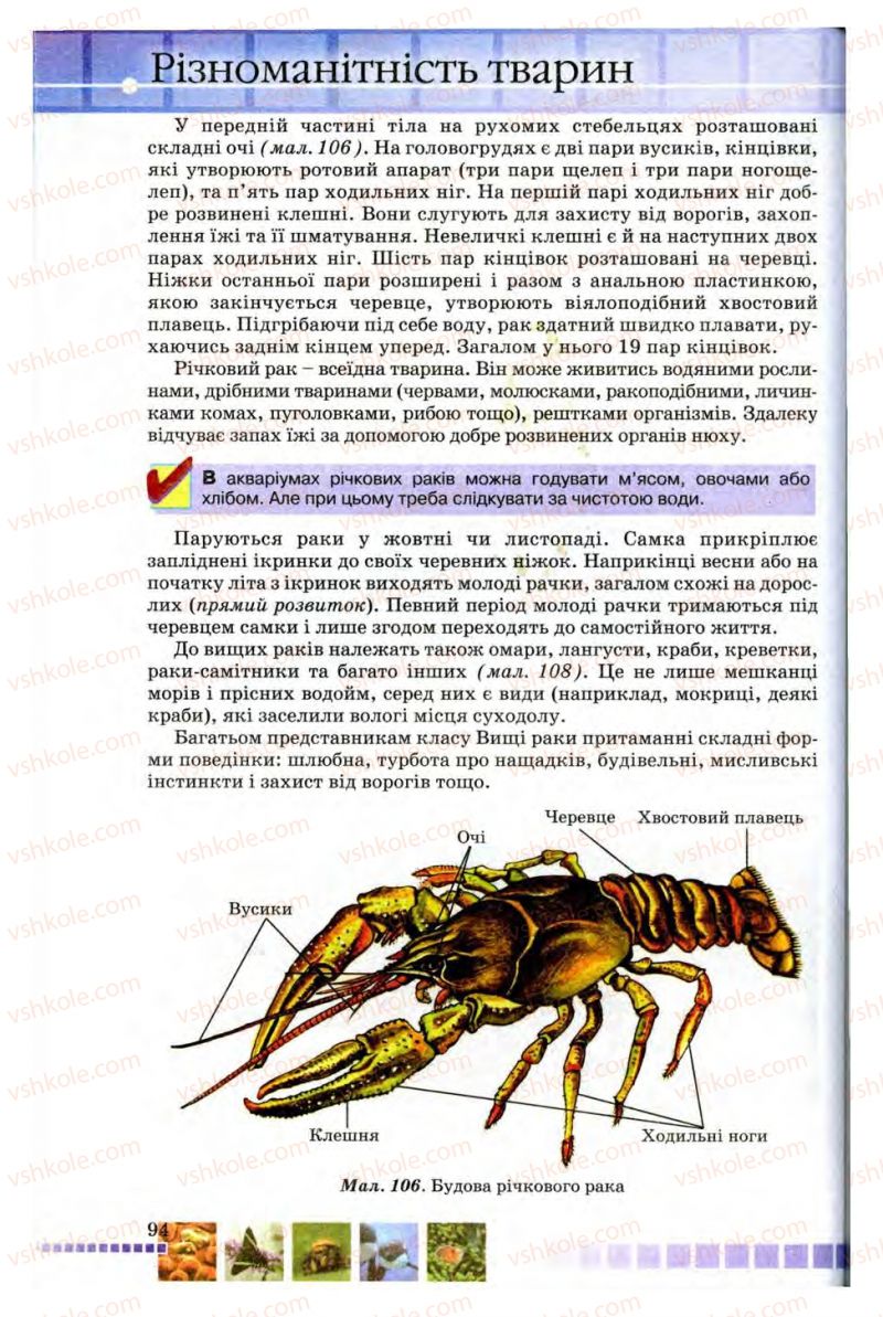 Страница 94 | Підручник Біологія 8 клас В.В. Серебряков, П.Г. Балан 2008