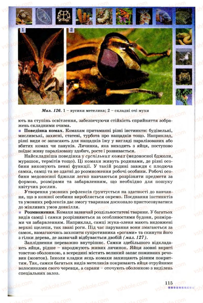 Страница 115 | Підручник Біологія 8 клас В.В. Серебряков, П.Г. Балан 2008