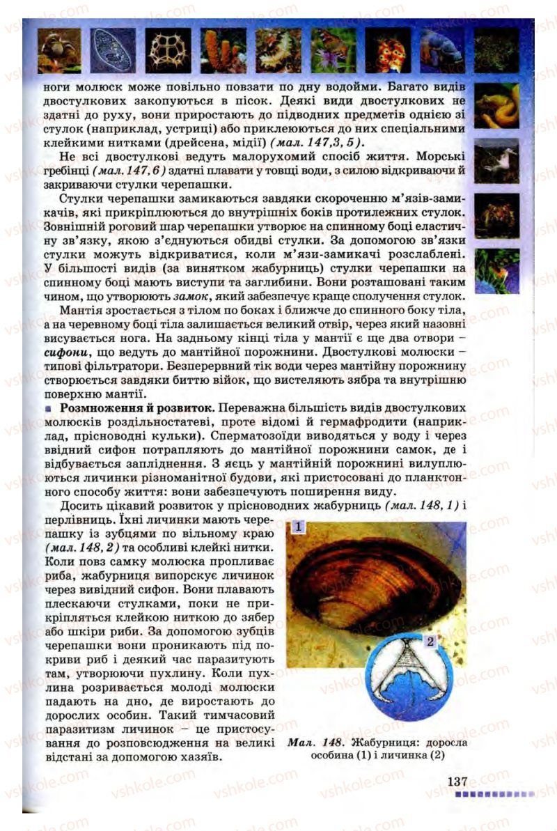 Страница 137 | Підручник Біологія 8 клас В.В. Серебряков, П.Г. Балан 2008
