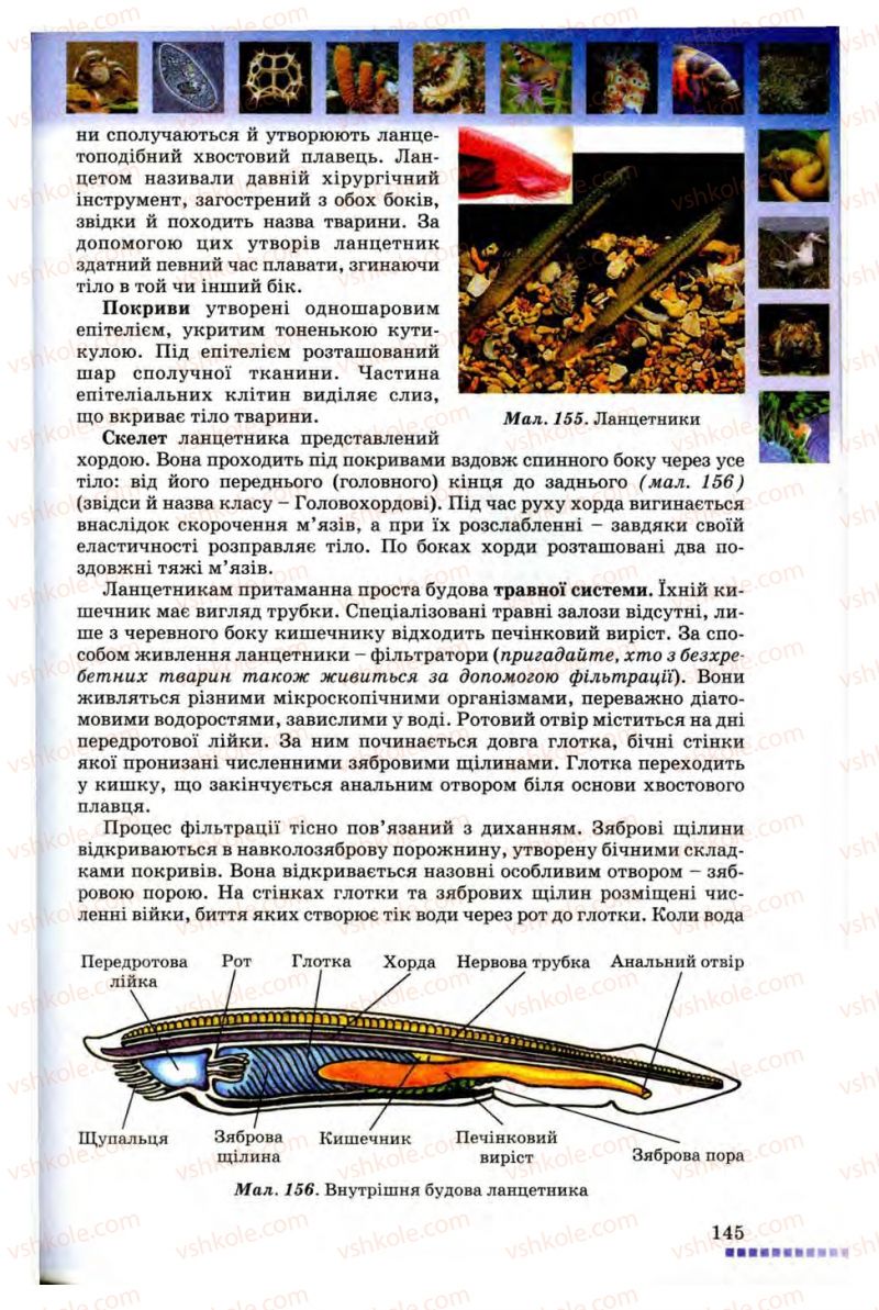 Страница 145 | Підручник Біологія 8 клас В.В. Серебряков, П.Г. Балан 2008