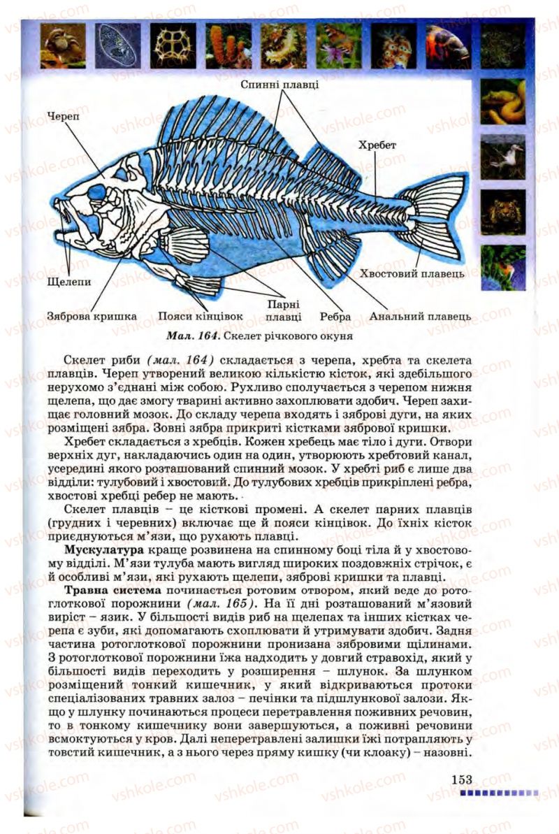 Страница 153 | Підручник Біологія 8 клас В.В. Серебряков, П.Г. Балан 2008