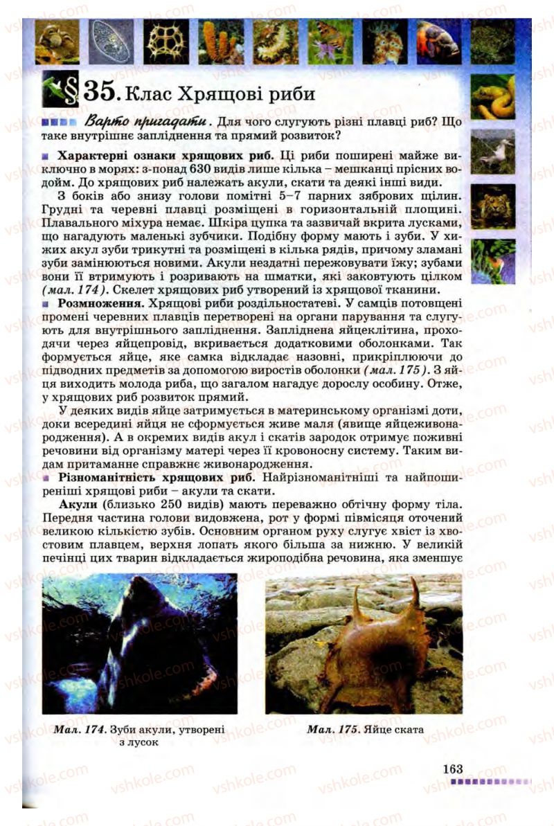 Страница 163 | Підручник Біологія 8 клас В.В. Серебряков, П.Г. Балан 2008