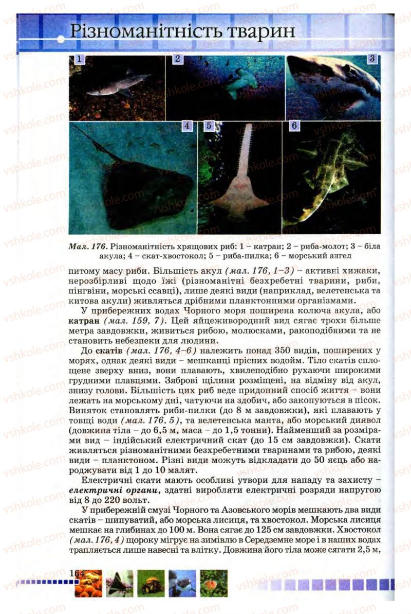Страница 164 | Підручник Біологія 8 клас В.В. Серебряков, П.Г. Балан 2008