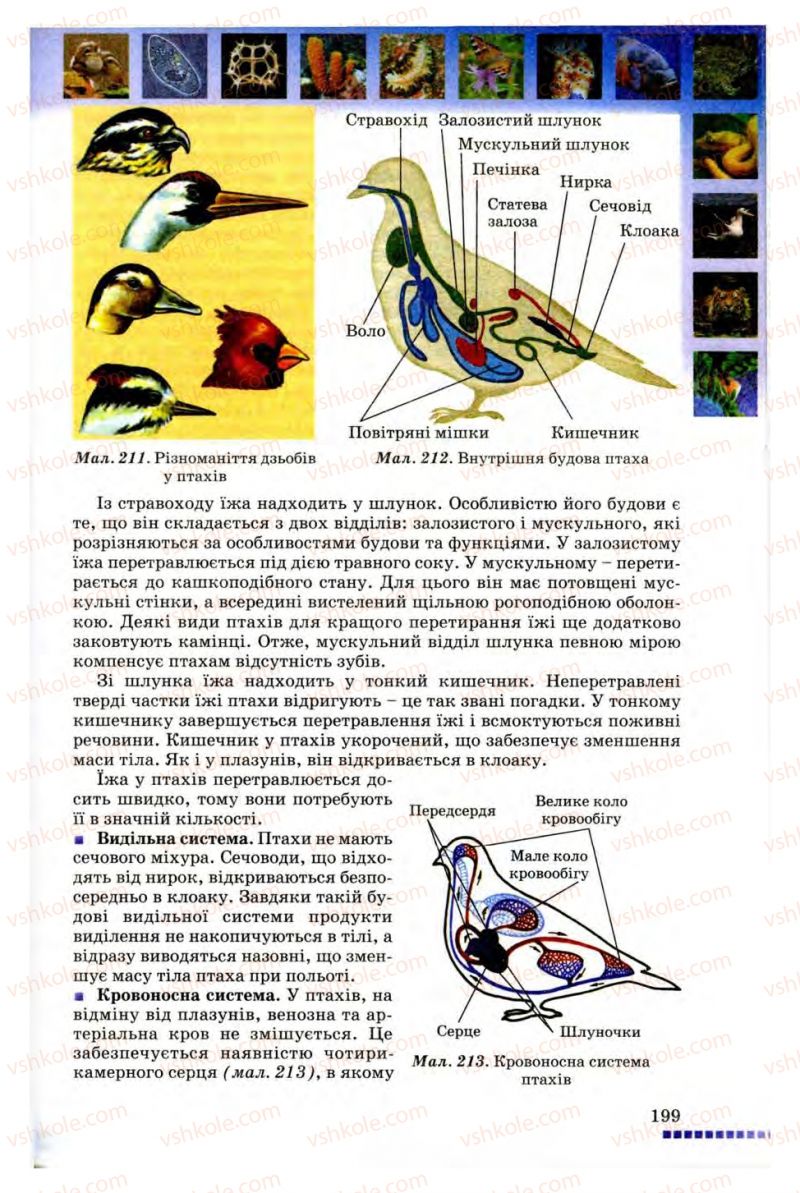 Страница 199 | Підручник Біологія 8 клас В.В. Серебряков, П.Г. Балан 2008