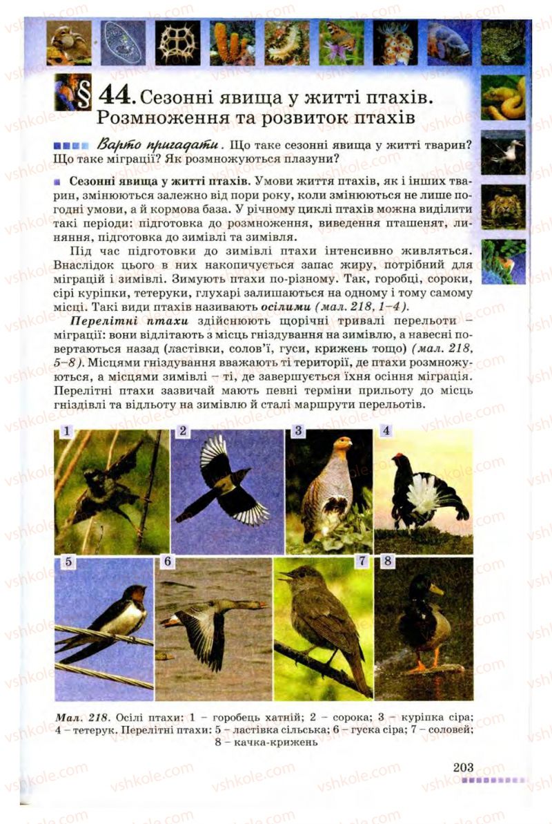 Страница 203 | Підручник Біологія 8 клас В.В. Серебряков, П.Г. Балан 2008