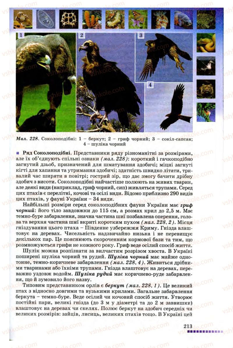 Страница 213 | Підручник Біологія 8 клас В.В. Серебряков, П.Г. Балан 2008