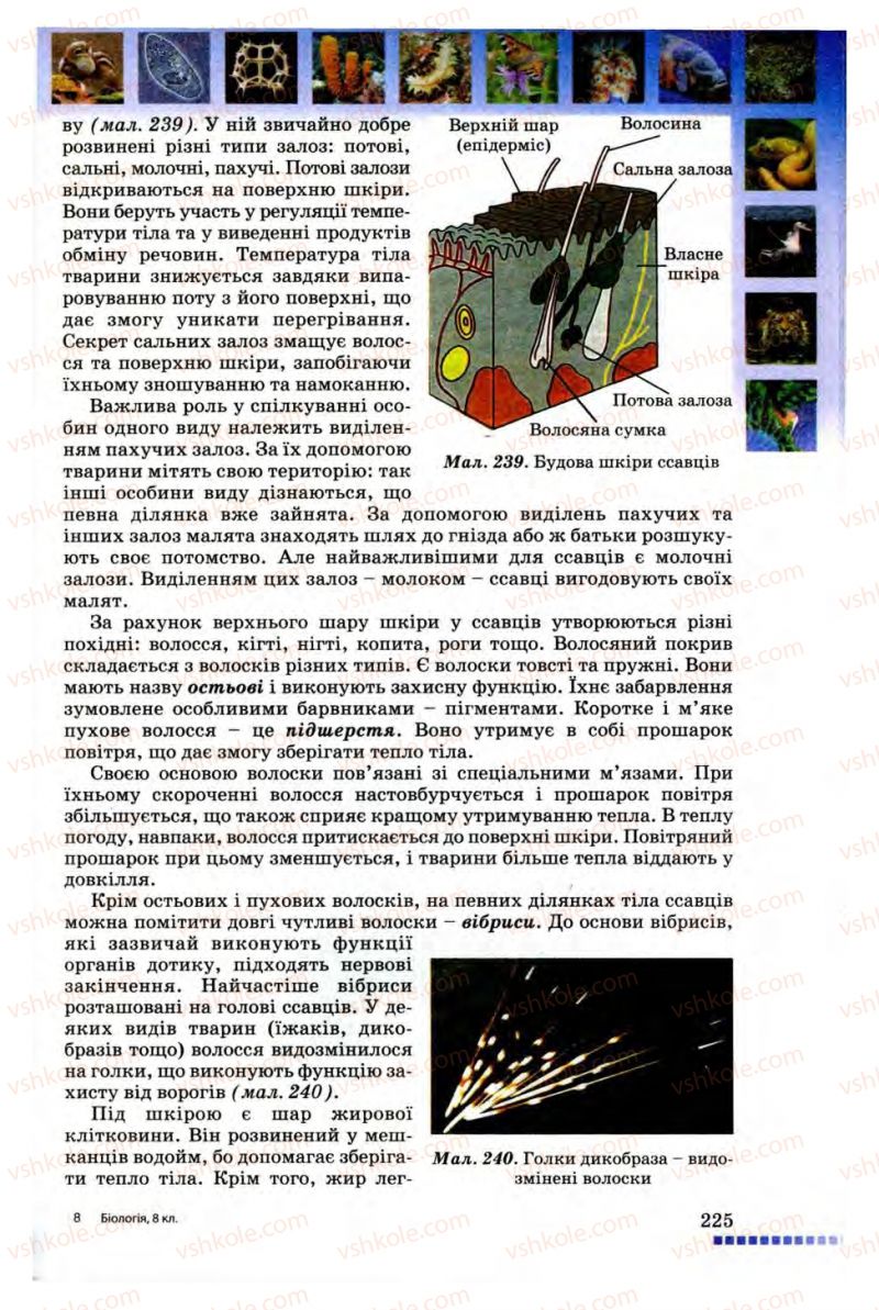 Страница 225 | Підручник Біологія 8 клас В.В. Серебряков, П.Г. Балан 2008