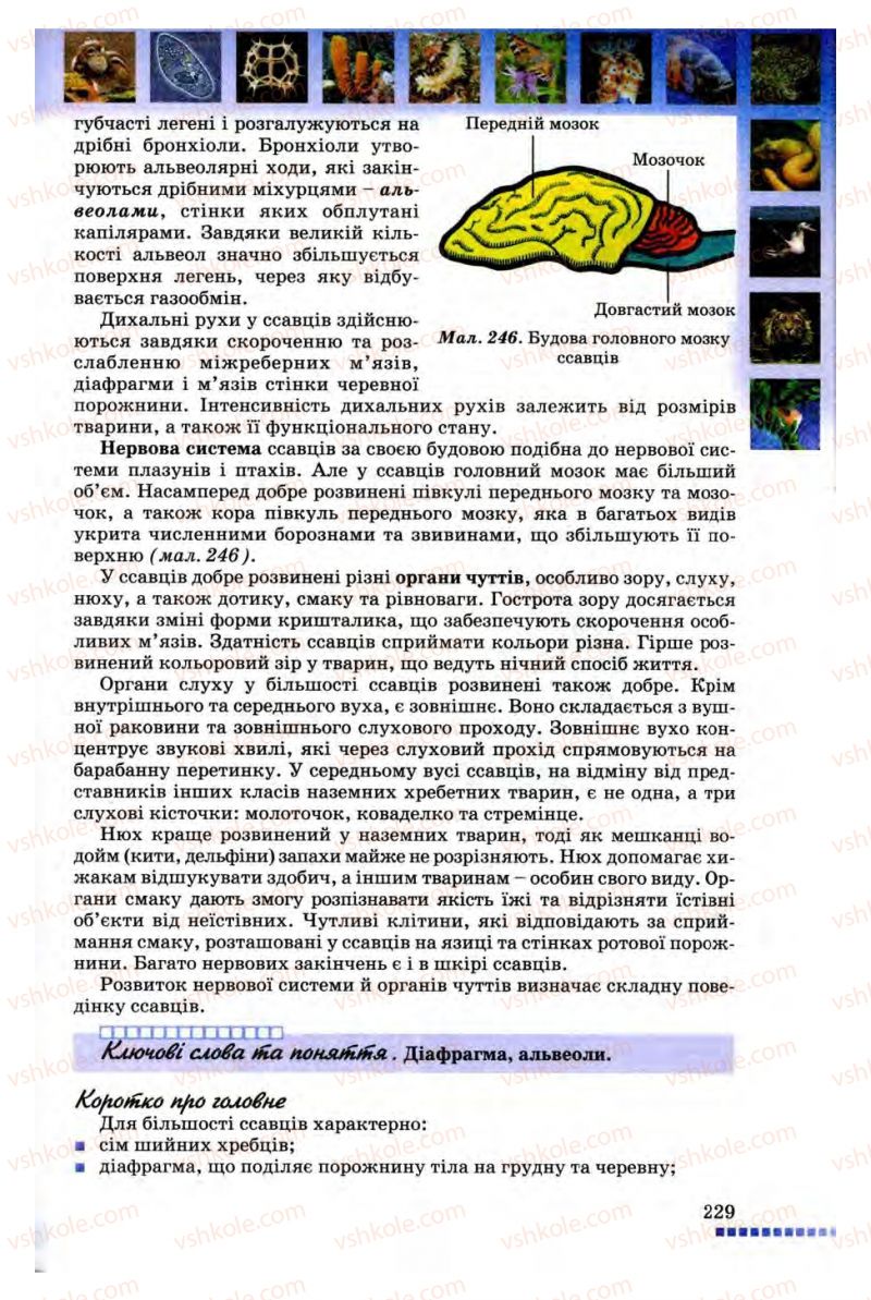 Страница 229 | Підручник Біологія 8 клас В.В. Серебряков, П.Г. Балан 2008