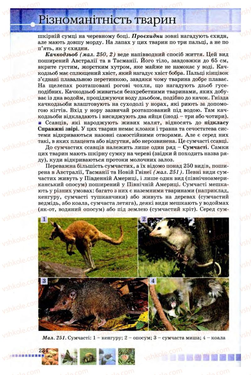 Страница 234 | Підручник Біологія 8 клас В.В. Серебряков, П.Г. Балан 2008