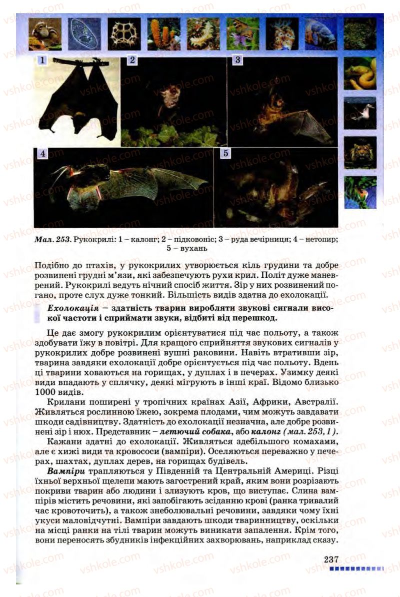 Страница 237 | Підручник Біологія 8 клас В.В. Серебряков, П.Г. Балан 2008