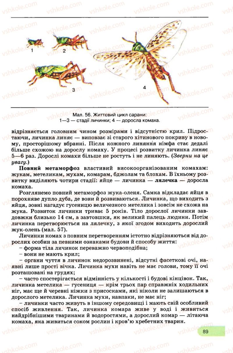 Страница 89 | Підручник Біологія 8 клас С.В. Межжерін, Я.О. Межжеріна 2008