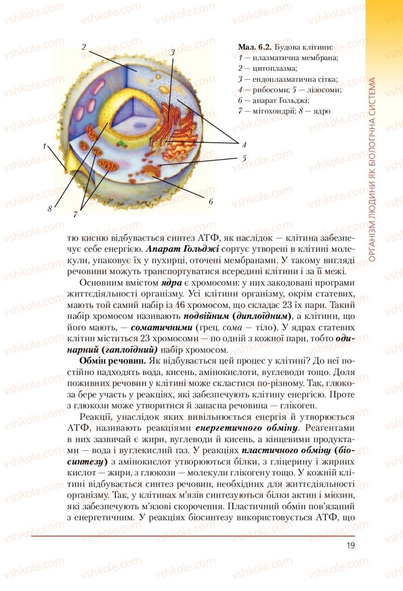 Страница 19 | Підручник Біологія 9 клас Т.І. Базанова, Ю.В. Павіченко, А.М. Тіткова 2009