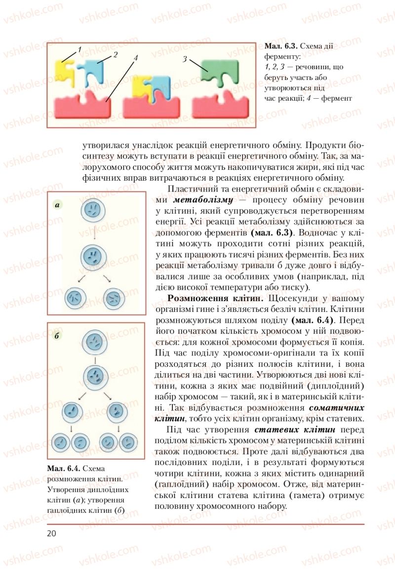 Страница 20 | Підручник Біологія 9 клас Т.І. Базанова, Ю.В. Павіченко, А.М. Тіткова 2009