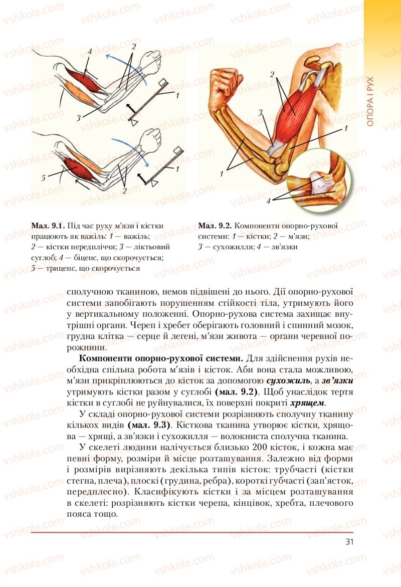 Страница 31 | Підручник Біологія 9 клас Т.І. Базанова, Ю.В. Павіченко, А.М. Тіткова 2009