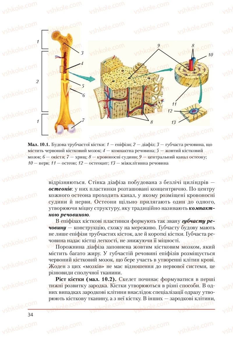 Страница 34 | Підручник Біологія 9 клас Т.І. Базанова, Ю.В. Павіченко, А.М. Тіткова 2009