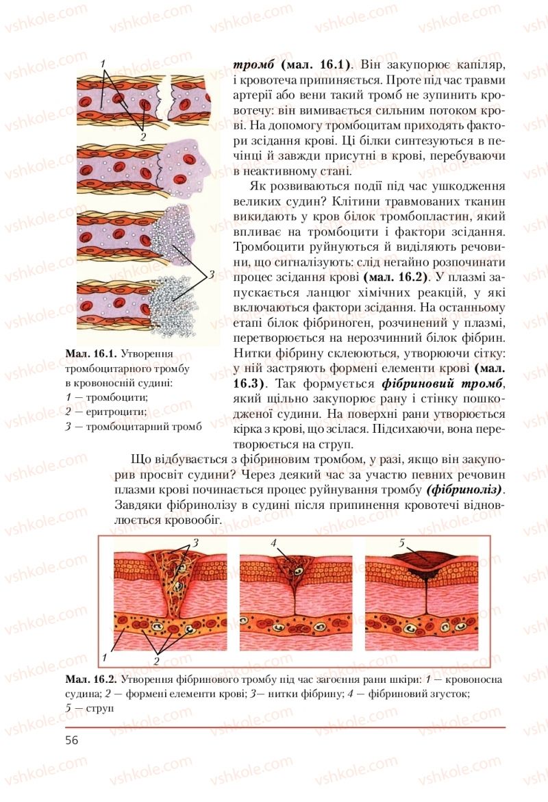Страница 56 | Підручник Біологія 9 клас Т.І. Базанова, Ю.В. Павіченко, А.М. Тіткова 2009