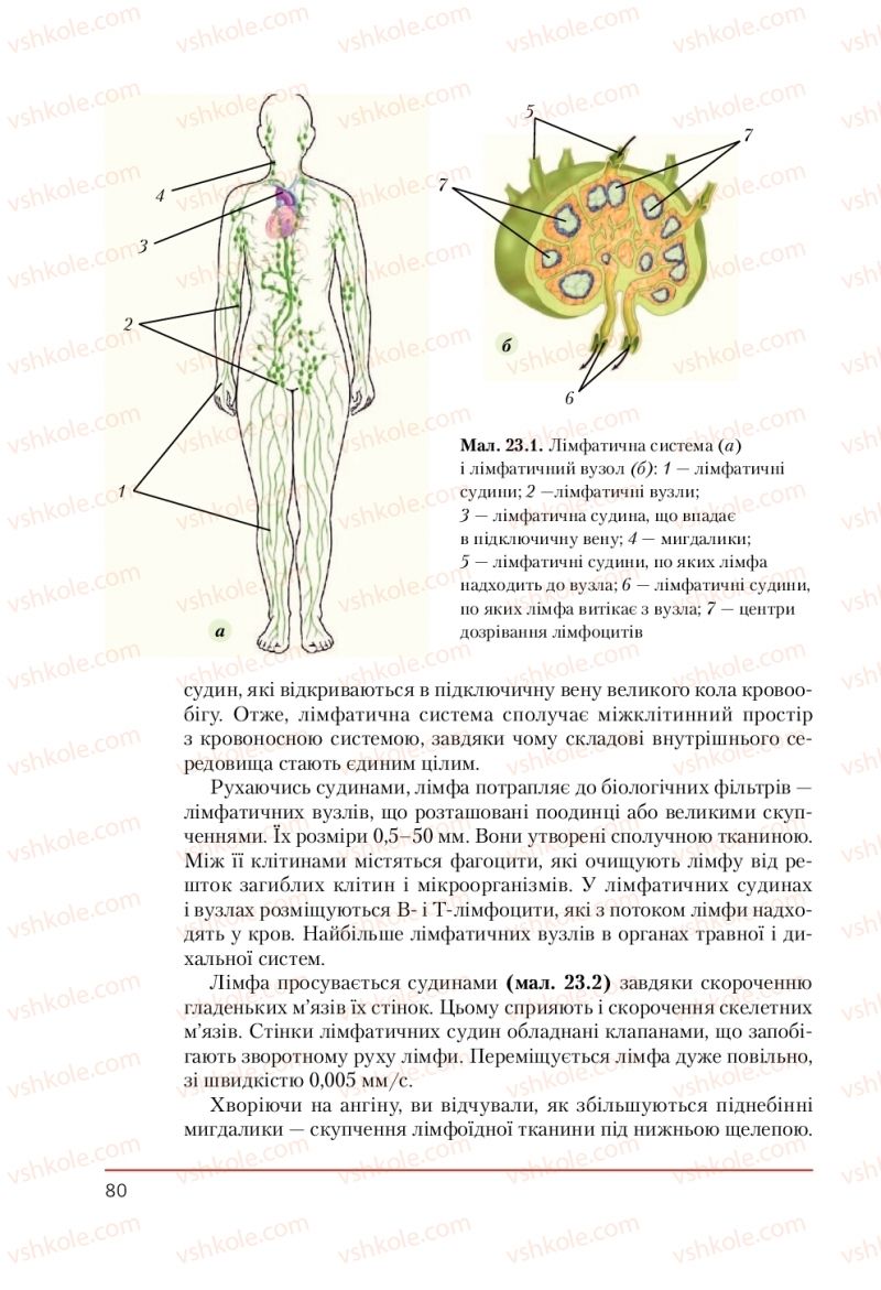 Страница 80 | Підручник Біологія 9 клас Т.І. Базанова, Ю.В. Павіченко, А.М. Тіткова 2009