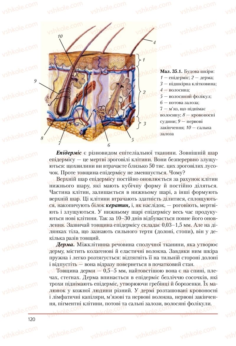Страница 120 | Підручник Біологія 9 клас Т.І. Базанова, Ю.В. Павіченко, А.М. Тіткова 2009