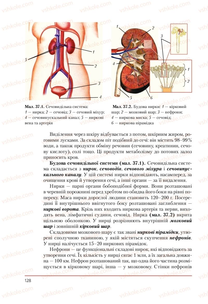 Страница 128 | Підручник Біологія 9 клас Т.І. Базанова, Ю.В. Павіченко, А.М. Тіткова 2009