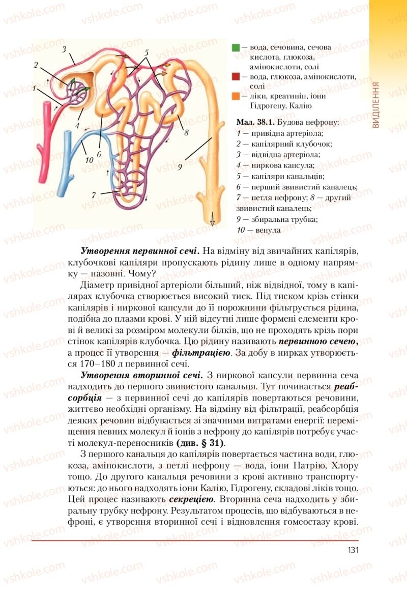 Страница 131 | Підручник Біологія 9 клас Т.І. Базанова, Ю.В. Павіченко, А.М. Тіткова 2009