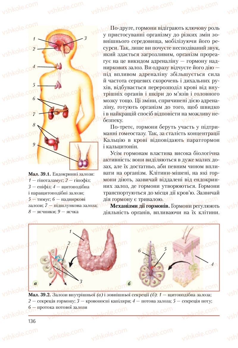 Страница 136 | Підручник Біологія 9 клас Т.І. Базанова, Ю.В. Павіченко, А.М. Тіткова 2009