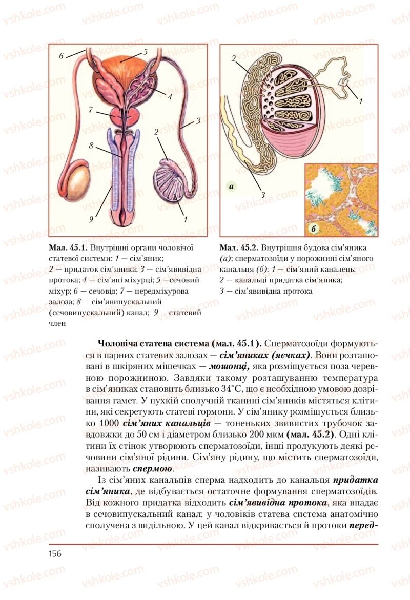 Страница 156 | Підручник Біологія 9 клас Т.І. Базанова, Ю.В. Павіченко, А.М. Тіткова 2009