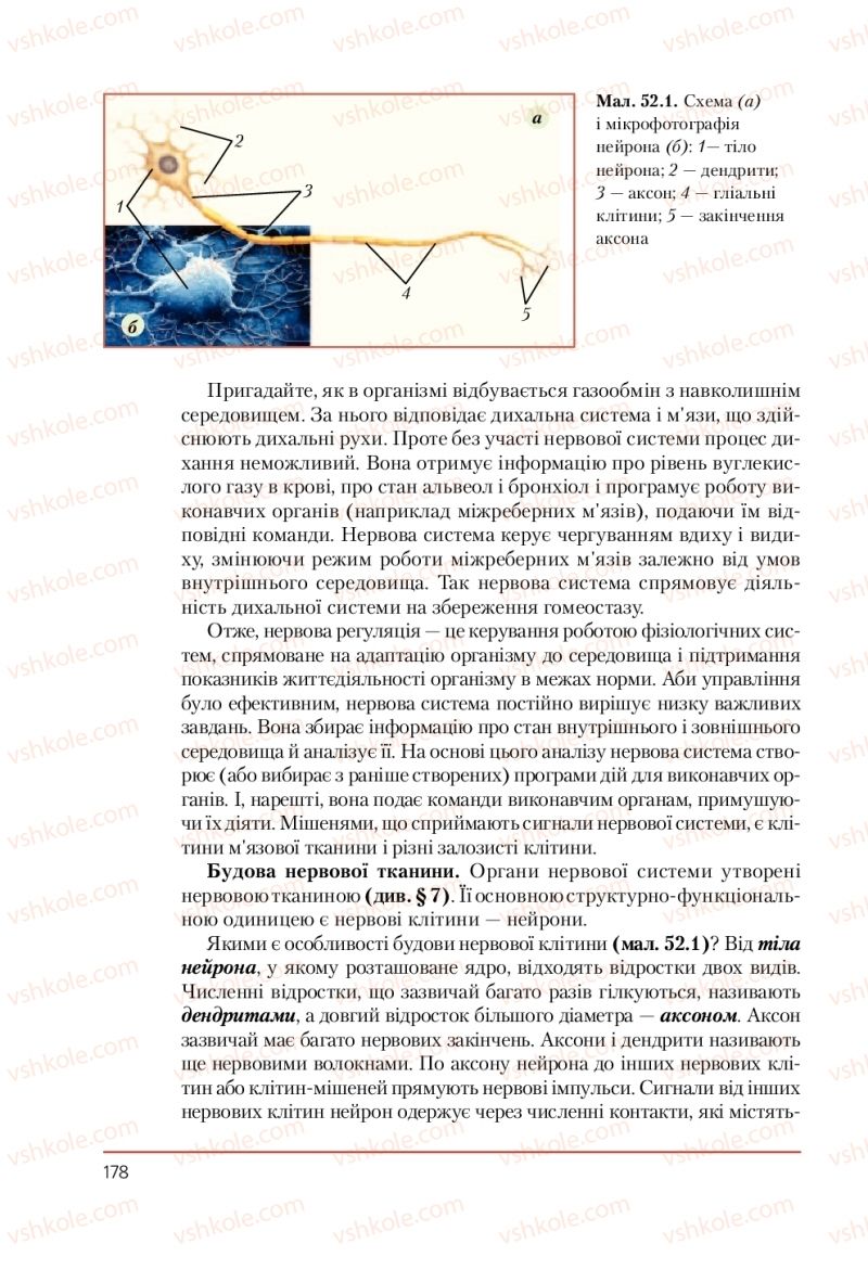 Страница 178 | Підручник Біологія 9 клас Т.І. Базанова, Ю.В. Павіченко, А.М. Тіткова 2009
