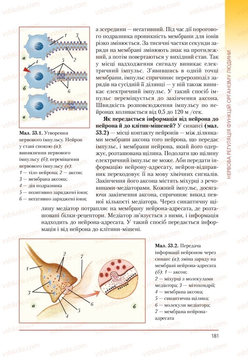 Страница 181 | Підручник Біологія 9 клас Т.І. Базанова, Ю.В. Павіченко, А.М. Тіткова 2009
