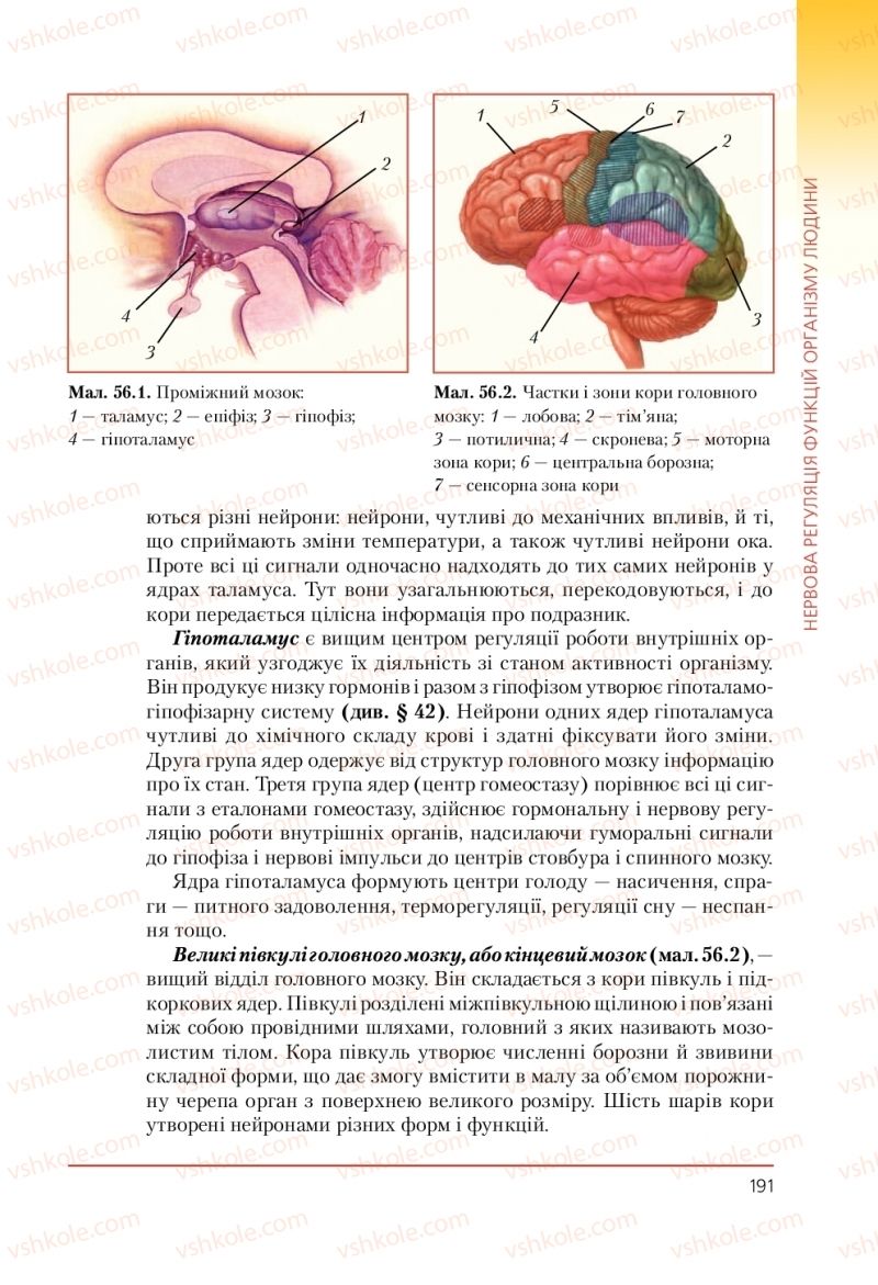 Страница 191 | Підручник Біологія 9 клас Т.І. Базанова, Ю.В. Павіченко, А.М. Тіткова 2009