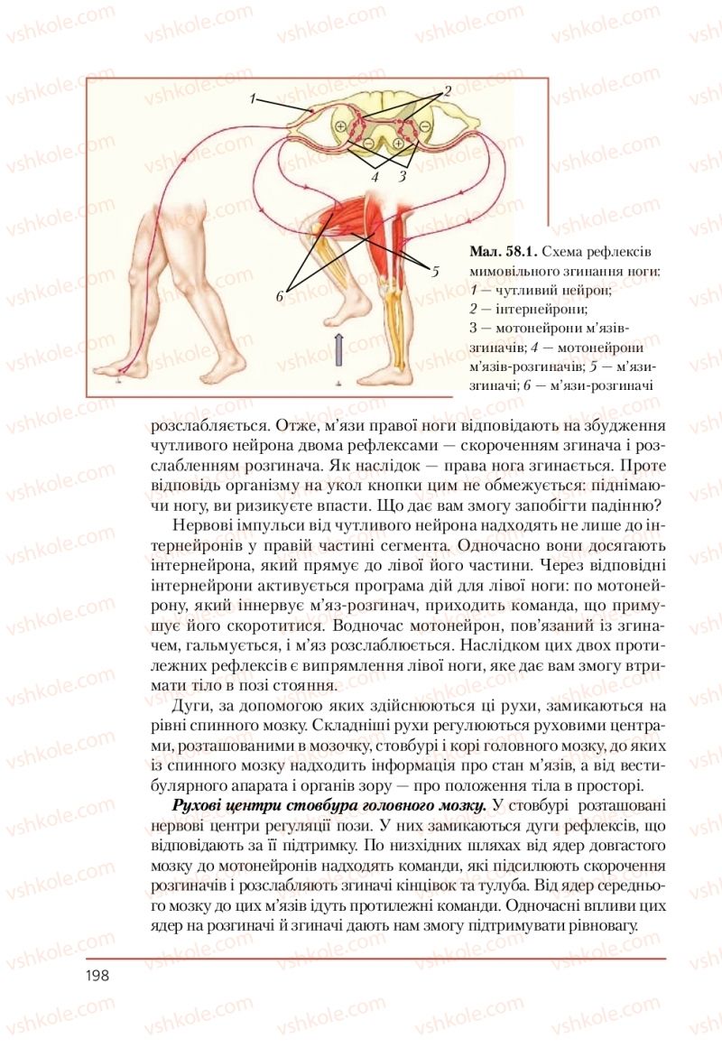 Страница 198 | Підручник Біологія 9 клас Т.І. Базанова, Ю.В. Павіченко, А.М. Тіткова 2009