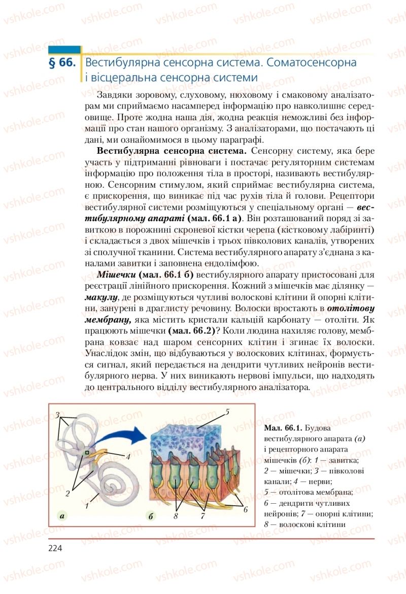 Страница 224 | Підручник Біологія 9 клас Т.І. Базанова, Ю.В. Павіченко, А.М. Тіткова 2009