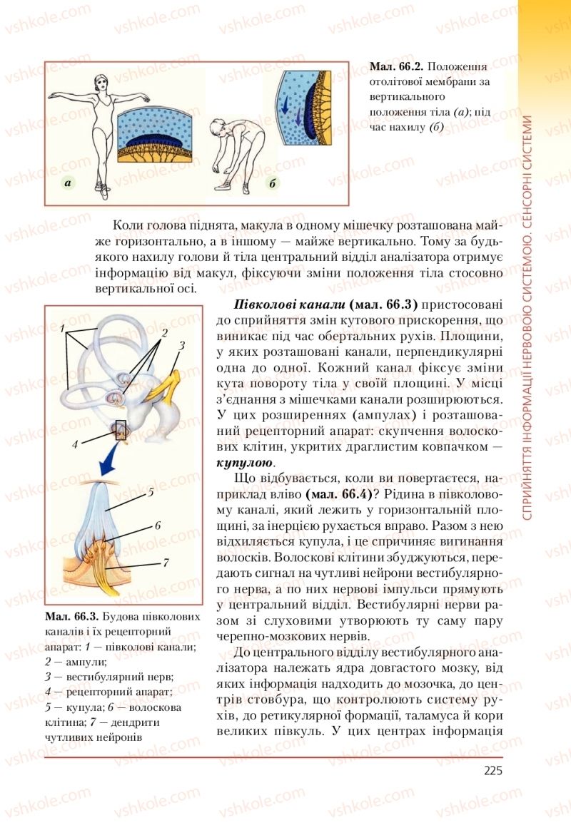 Страница 225 | Підручник Біологія 9 клас Т.І. Базанова, Ю.В. Павіченко, А.М. Тіткова 2009