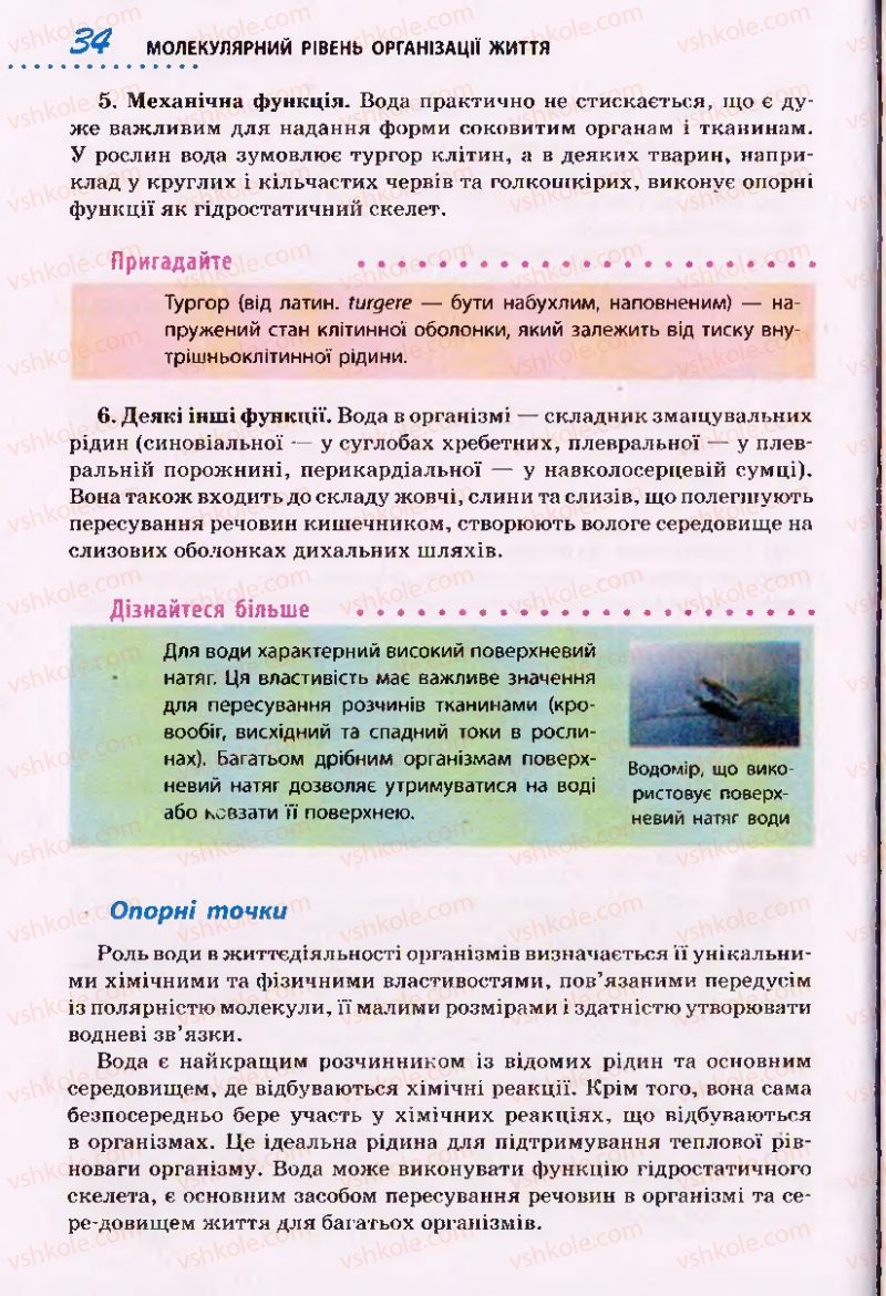 Страница 34 | Підручник Біологія 10 клас О.В. Тагліна 2010 Академічний рівень