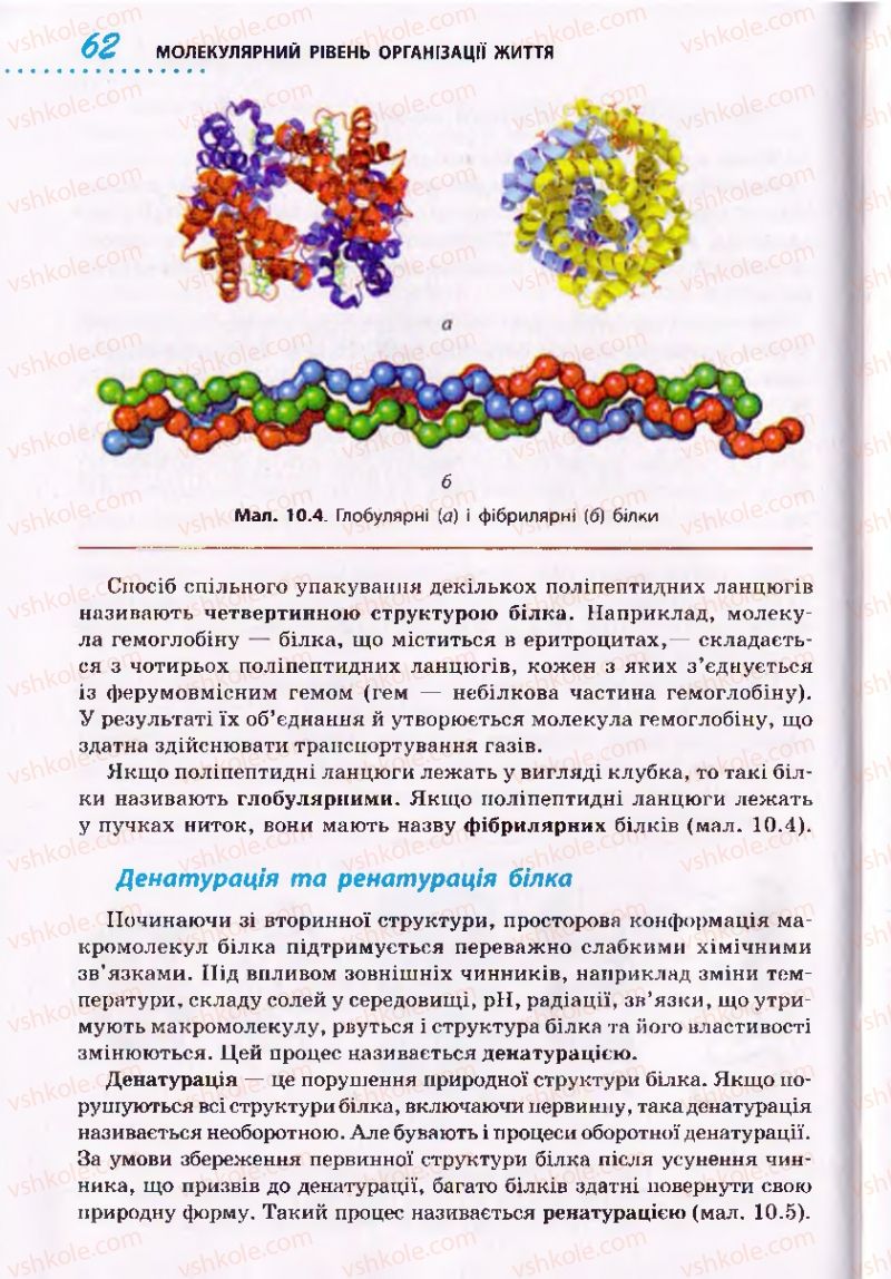 Страница 62 | Підручник Біологія 10 клас О.В. Тагліна 2010 Академічний рівень